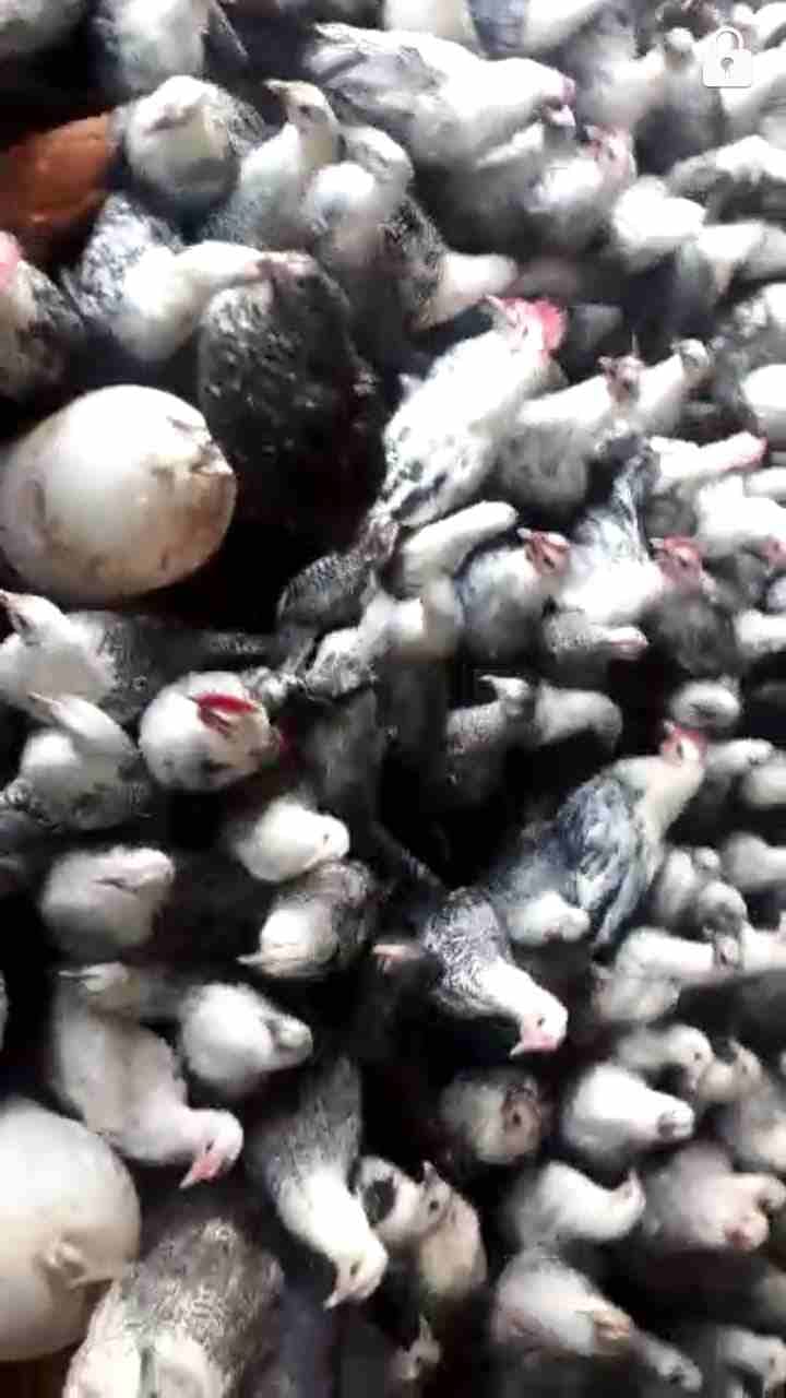 350فرخة عمر 5شهو بينهم 30ديك
لا تنسَ أنك شاهدت هذا الإعلان في عنكبوت
جاج على وجه بيض السعر5دنانير...