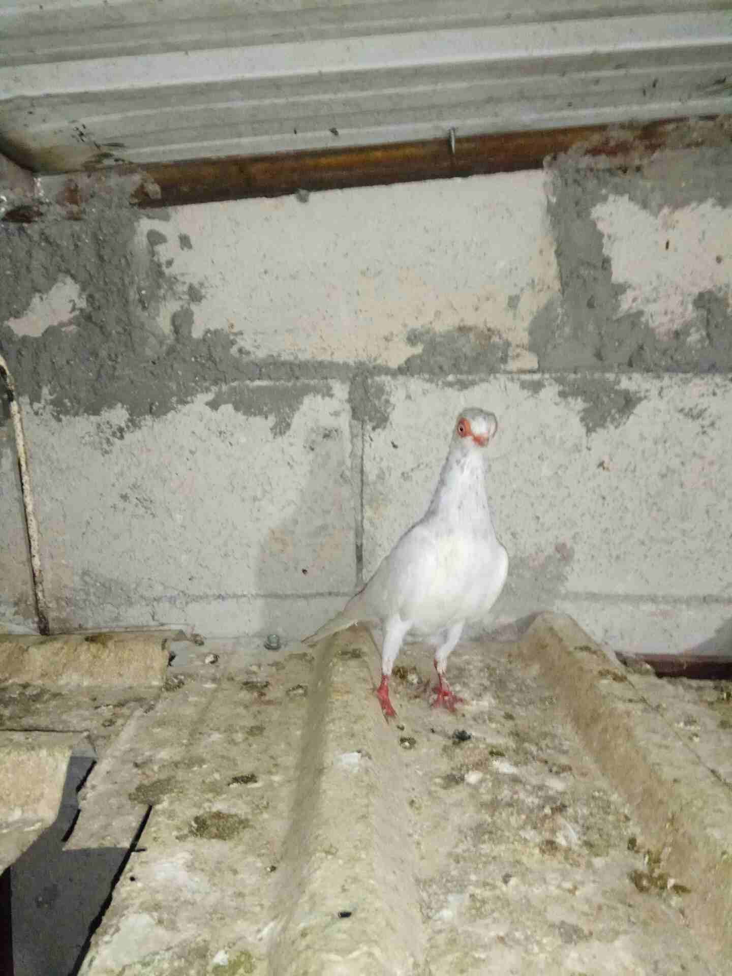 مطلوب طيره فنر وطيره سكسفونيه يكونن حلوات إلي عنده لا يبخل
لا تنسَ أنك شاهدت هذا الإعلان في عنكبوت...
