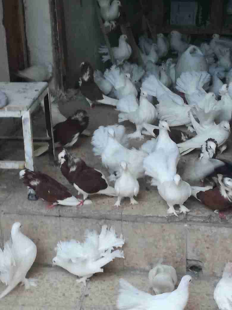 حمام زيني هزاز وكوبرا
لا تنسَ أنك شاهدت هذا الإعلان في عنكبوت
للبيع الكل سوا الفرخ 10...