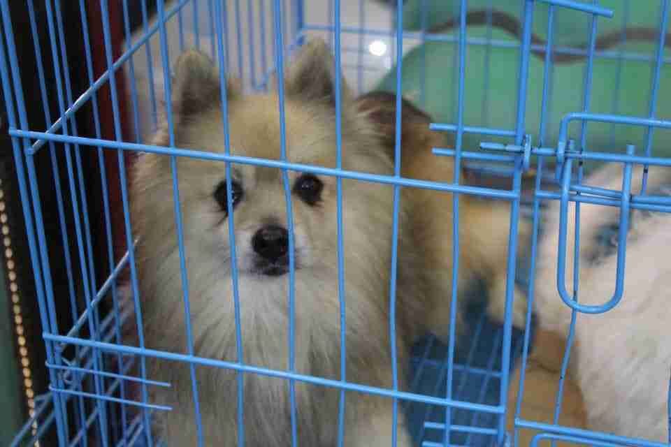 كلاب للبيع dogs for sale
لا تنسَ أنك شاهدت هذا الإعلان في عنكبوت
For sale
1-جراء هاسكي عمر 4...