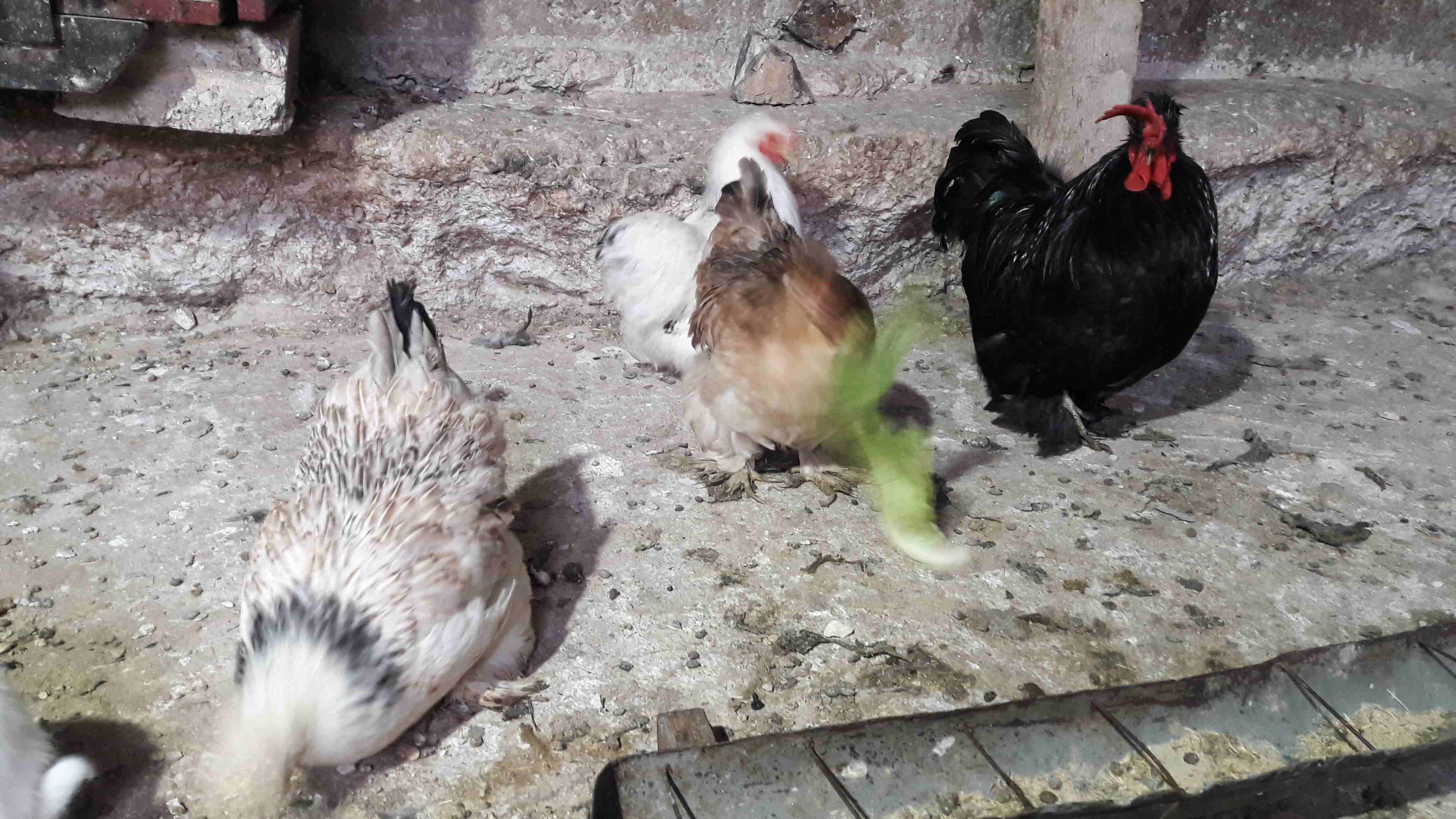 دجاج كشن مفطبل
لا تنسَ أنك شاهدت هذا الإعلان في عنكبوت
3 فرخات وديك على وجه شغل...