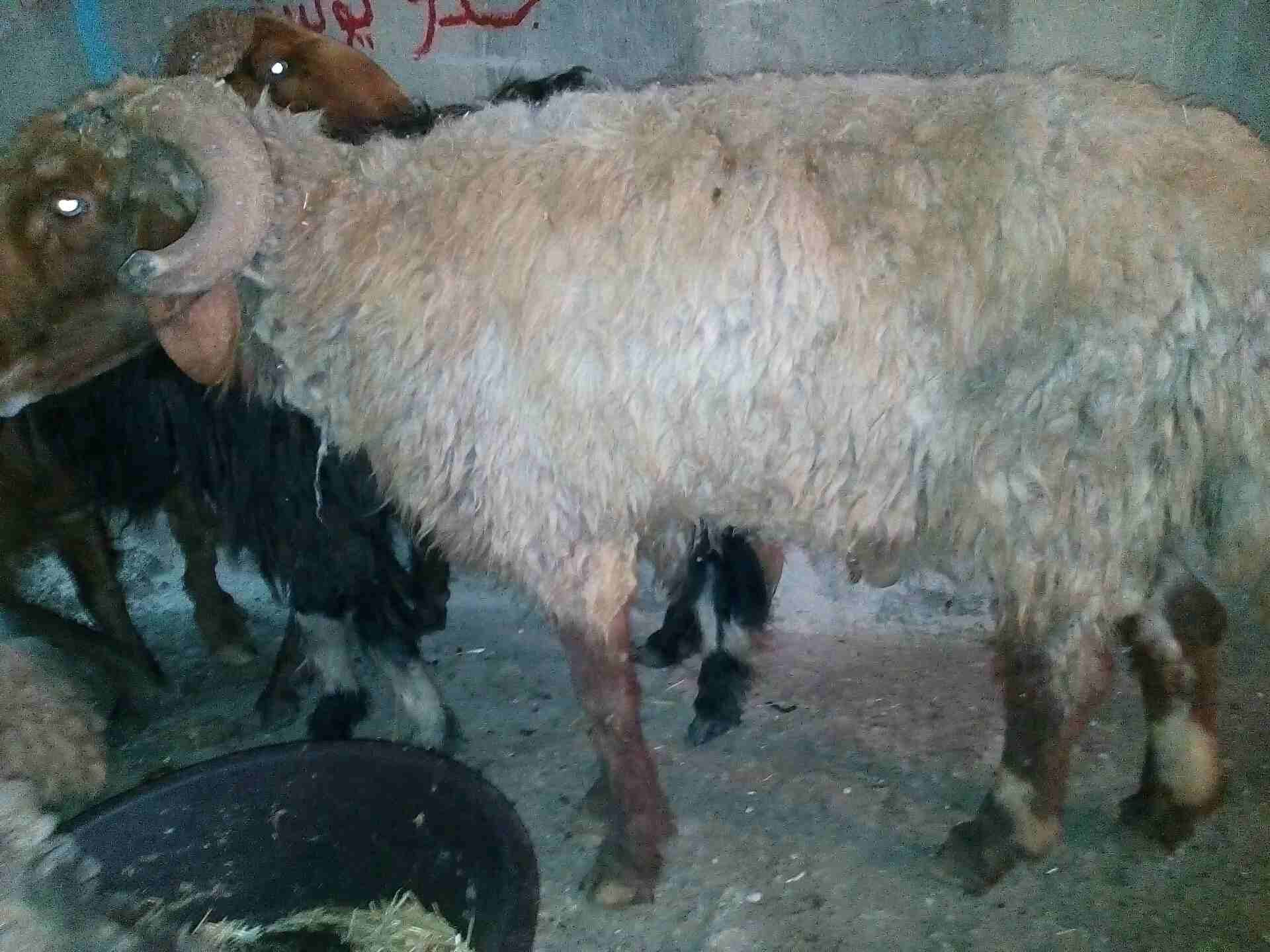 كباش بيعر البلاش وباسعار مغرية جدا
لا تنسَ أنك شاهدت هذا الإعلان في عنكبوت
كباش عدد خمسة سن انضيف...