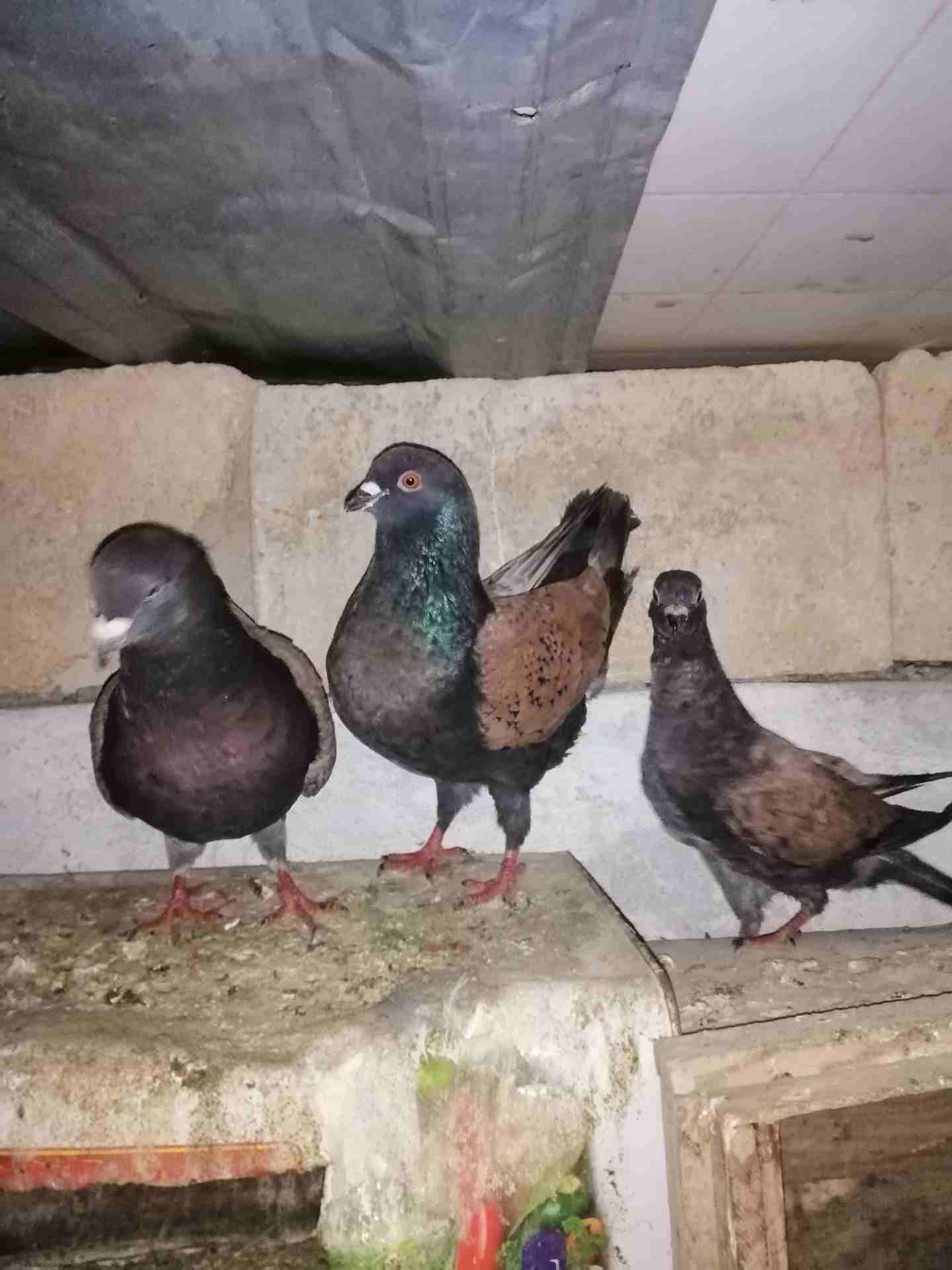 جوز كينج براملي جامبووووووووو
لا تنسَ أنك شاهدت هذا الإعلان في عنكبوت
جوز كينج مثل الطابه الصلاه...