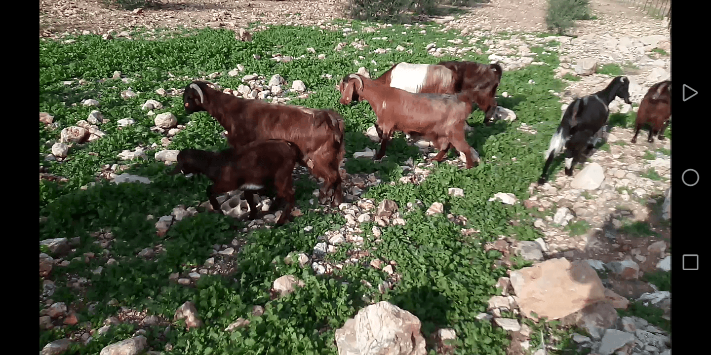 بسم الله الرحمن الرحيم 9 معز نخب مواليد عز المقنوه اذكر الله
لا تنسَ أنك شاهدت هذا الإعلان في عنكبوت...