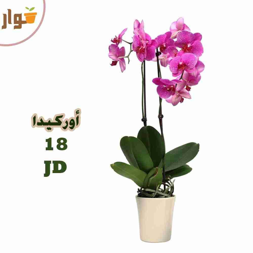 نباتات زينة داخلية وخارجية وقواوير سيراميك نوع فاخر
لا تنسَ أنك شاهدت هذا الإعلان في عنكبوت
ل...