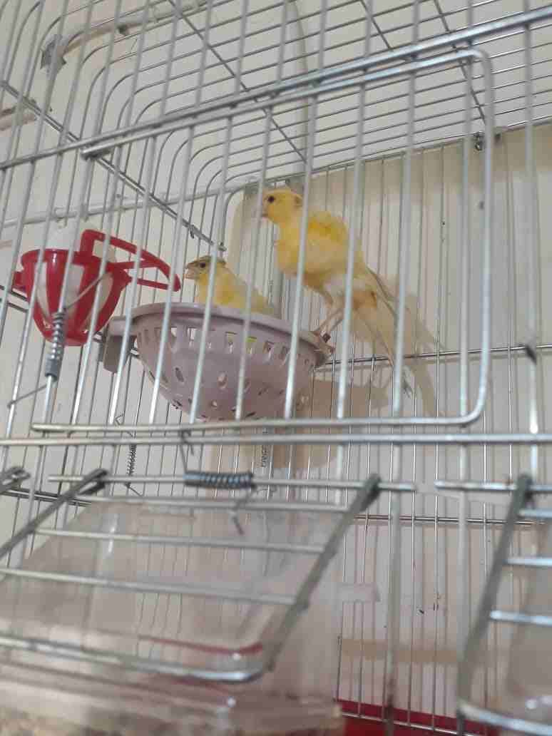 3اجواز كنار مفتلات وفي جوز مكنبرات للبيع بسعر مغري وفي حبه مفتله زيتوني مفتل
لا تنسَ أنك شاهدت هذا الإعلان في عنكبوت...