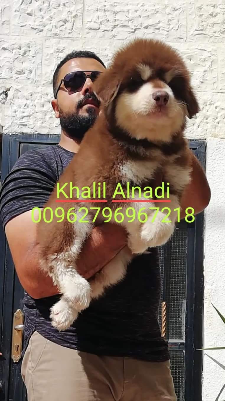 Gaint Alaskan Malamute
لا تنسَ أنك شاهدت هذا الإعلان في عنكبوت
بسم الله ما شاء الله ...
متاح...