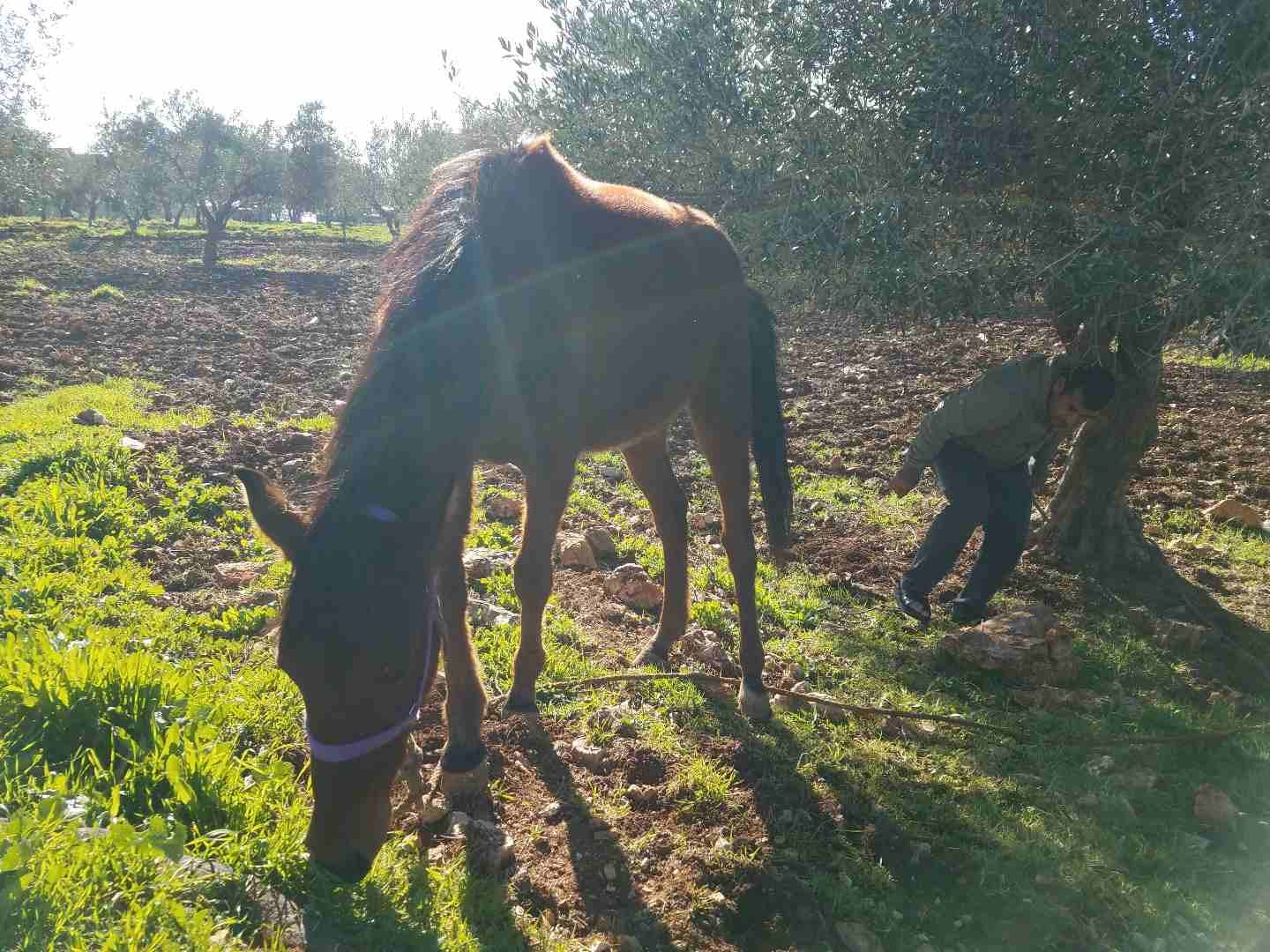 خيل للبيع بسعر مغري
لا تنسَ أنك شاهدت هذا الإعلان في عنكبوت
خيل للبيع بسعر مغري
عمره سنتين وشه...