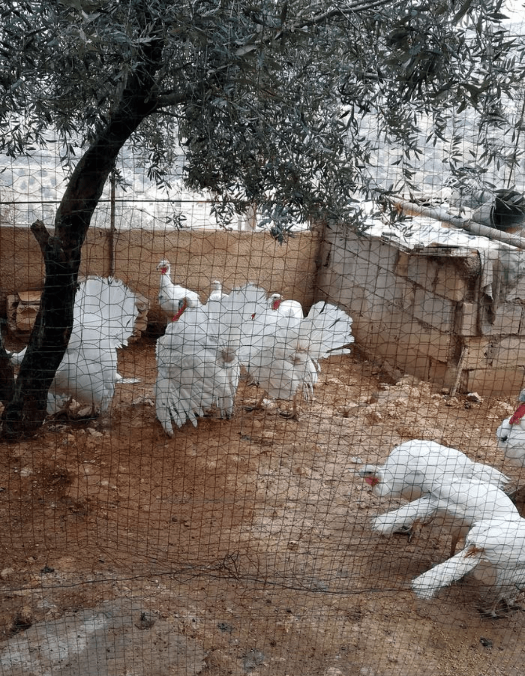 ذكور حبش هولندي حجم جامبو
لا تنسَ أنك شاهدت هذا الإعلان في عنكبوت
ذكور حبش هولندي
عمر 8 شهور
نخب...