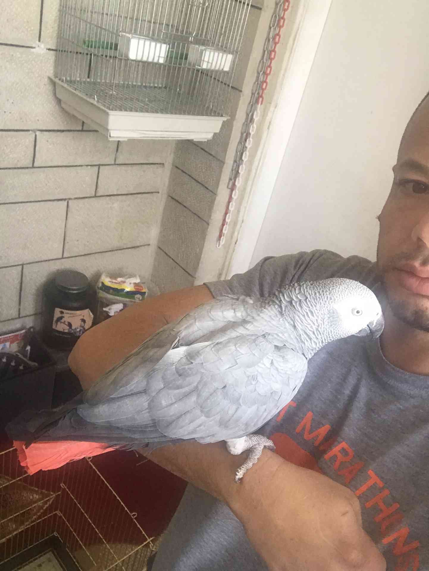 كاسكو اليف متكلم للبيع
لا تنسَ أنك شاهدت هذا الإعلان في عنكبوت
كاسكو متكلم اكثر من 30 كلمه ال...