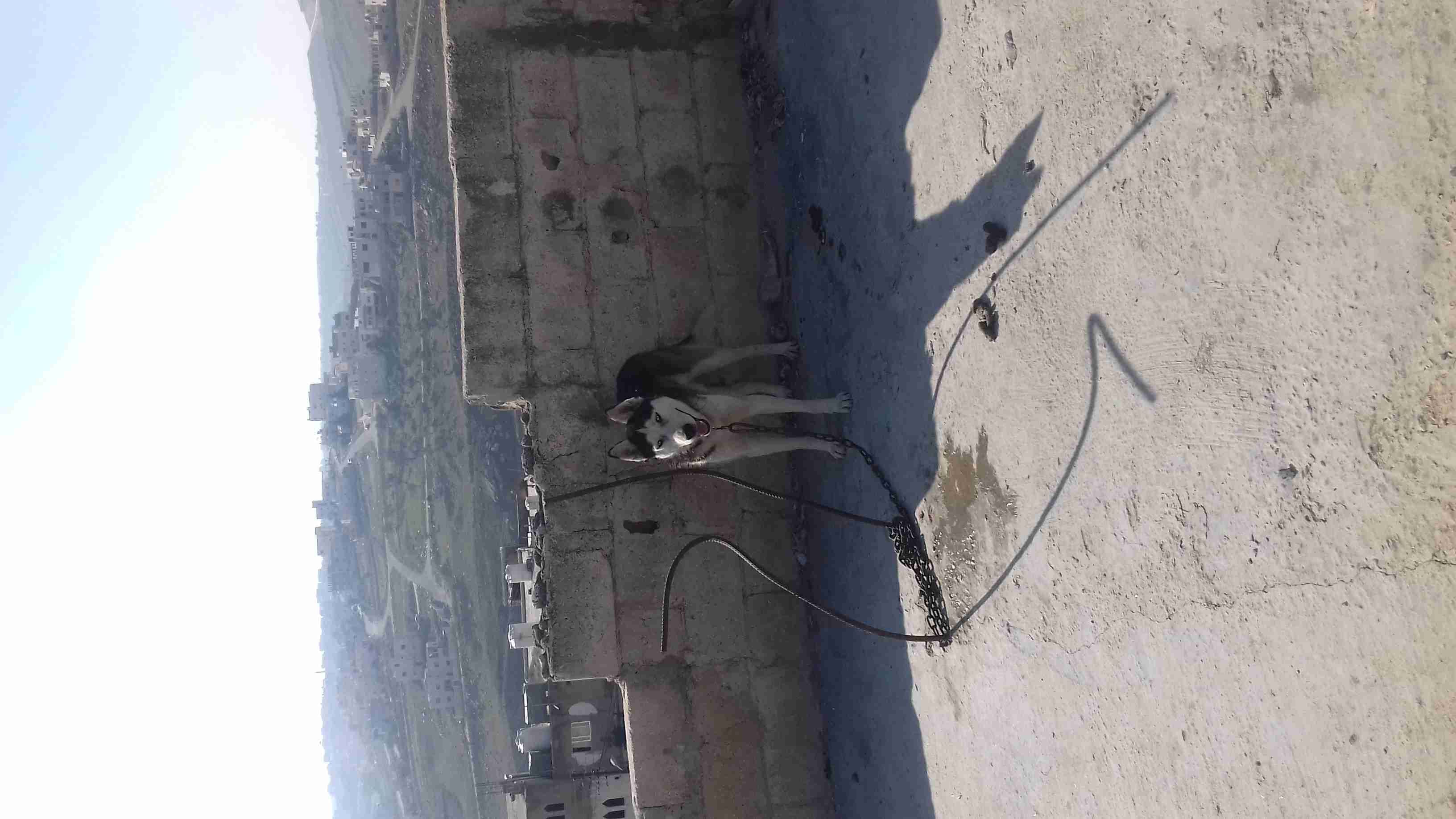ذكر هاسكي نخب وأنثى ولف بلاك حكيت..
لا تنسَ أنك شاهدت هذا الإعلان في عنكبوت
ذكر هاسكي عمر سنه...