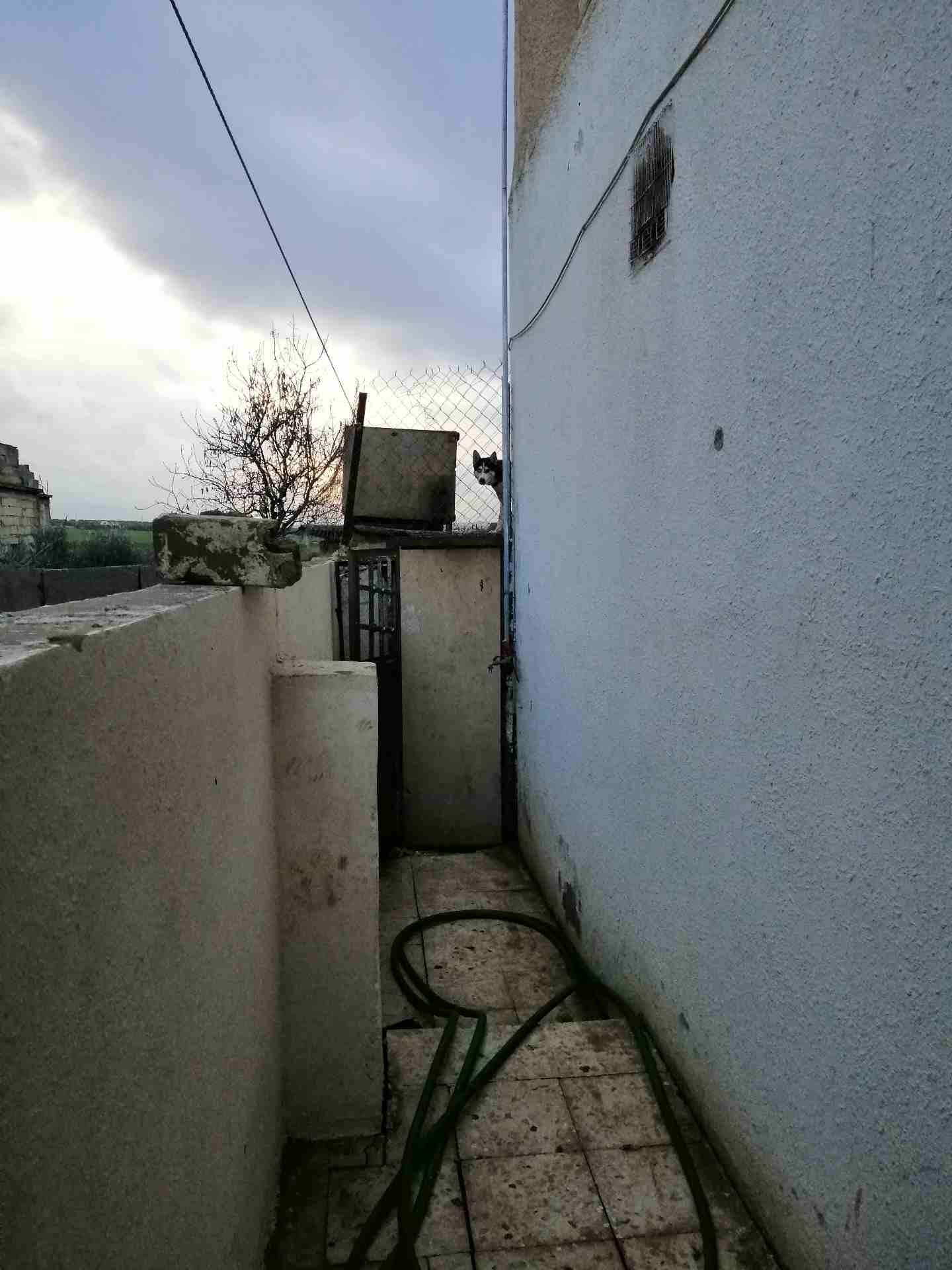 للبدل على قطط
لا تنسَ أنك شاهدت هذا الإعلان في عنكبوت
اربد سال كلب للبدل على قطط...
