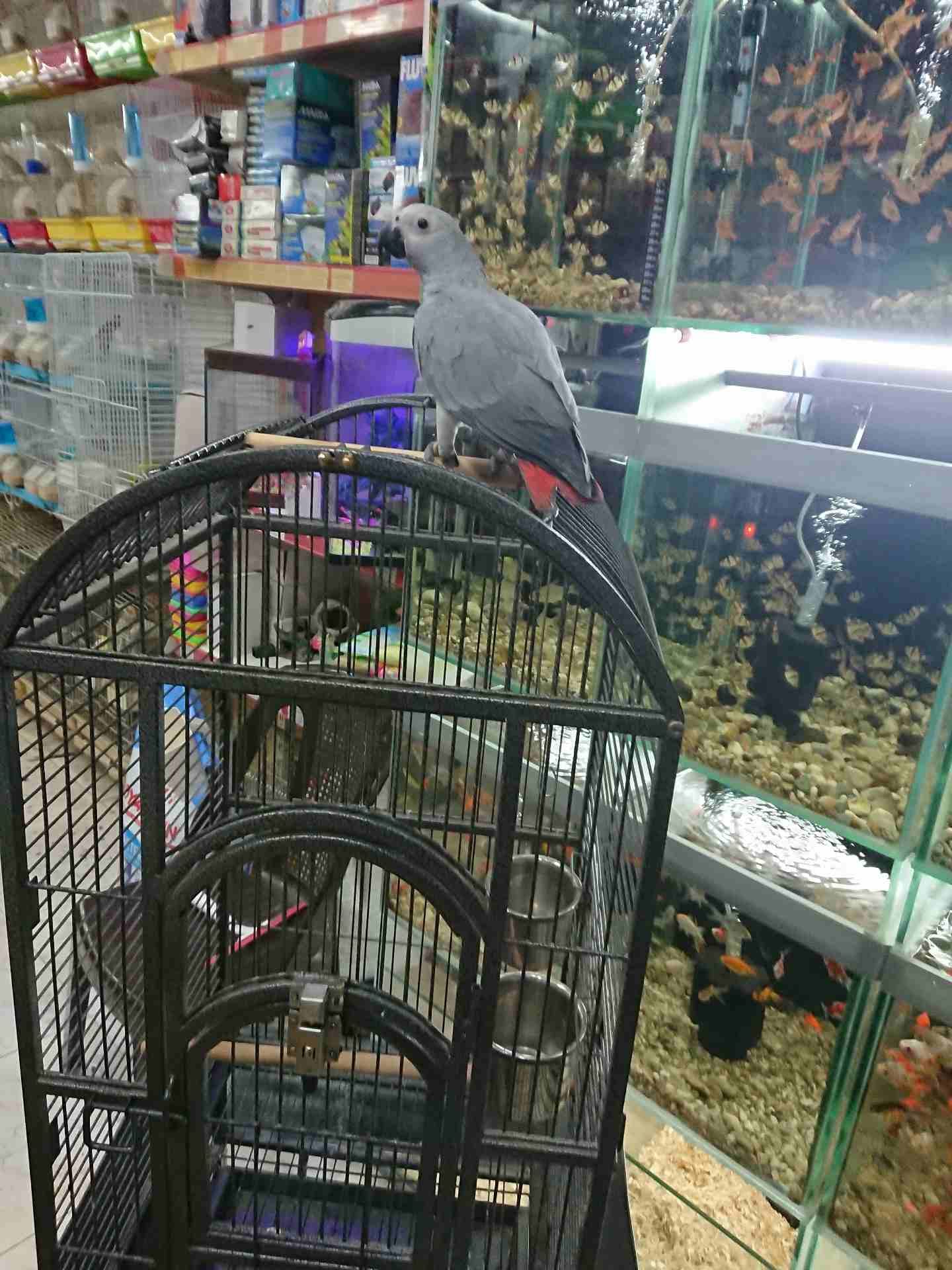 فرخ كاسكو مزارع للمربين الكاسكو فرخ الحلم عين سودة حجل دهبي رأس الطير.
لا تنسَ أنك شاهدت هذا الإعلان في عنكبوت...