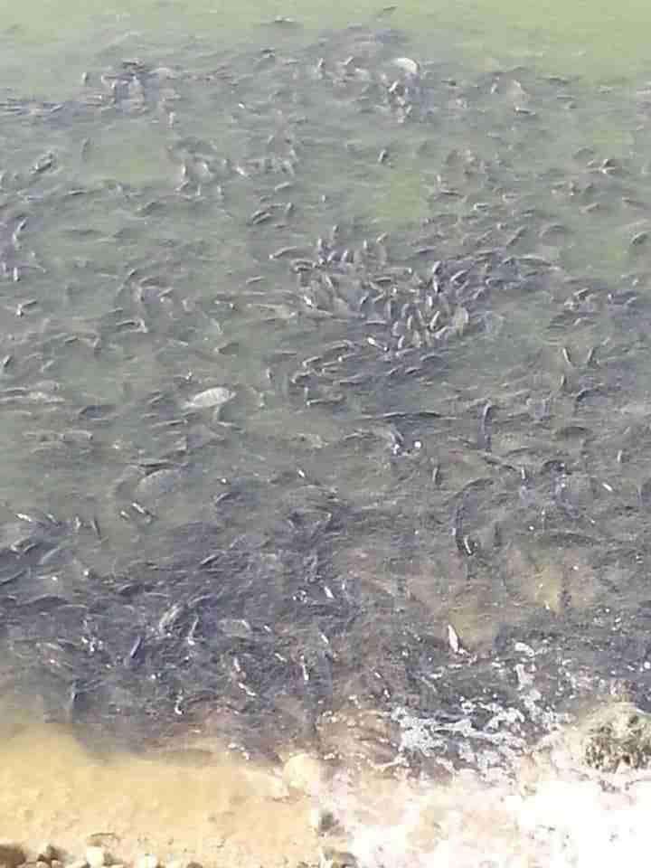 سمك حي يباع مباشرا داخل المزرعة مع وجود خدمة التنظيف مشط أوزان 400-600غم
لا تنسَ أنك شاهدت هذا الإعلان في عنكبوت...