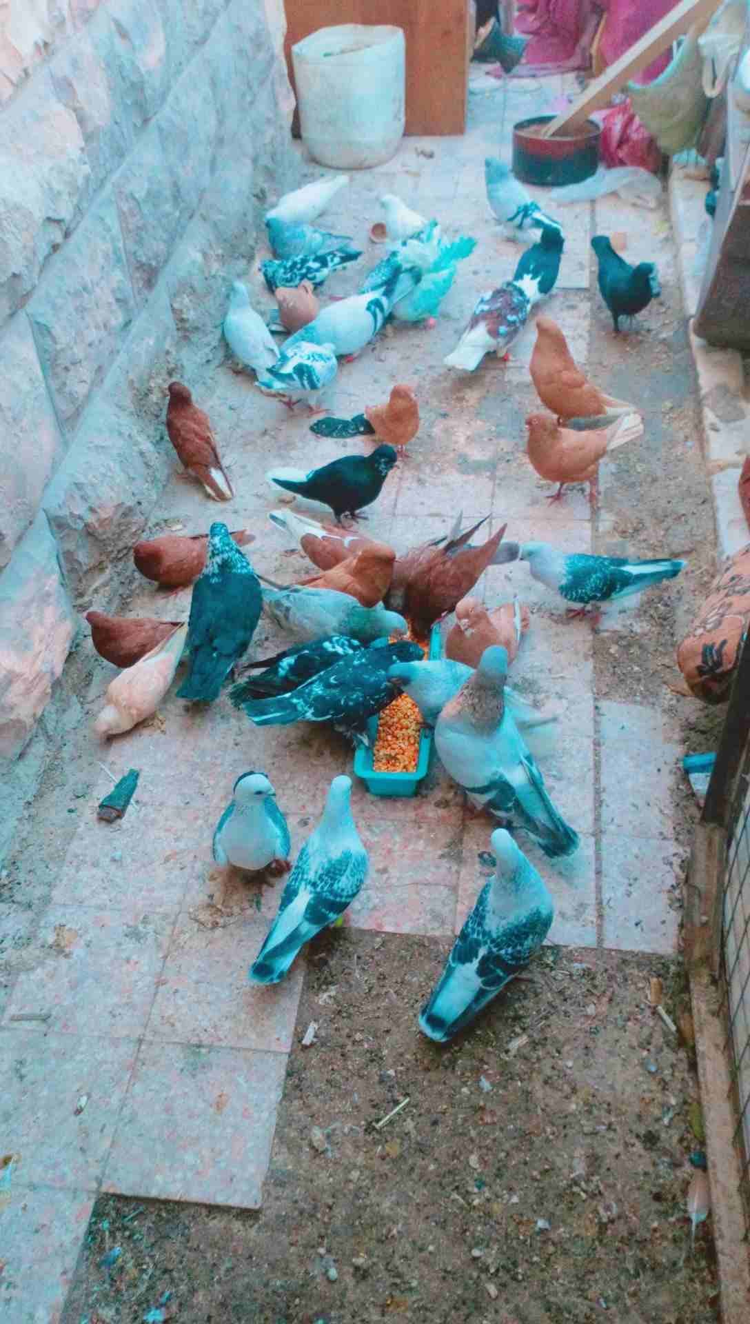 حمام زق وفراخخ
لا تنسَ أنك شاهدت هذا الإعلان في عنكبوت
حمام كش وزق وفراخخ...