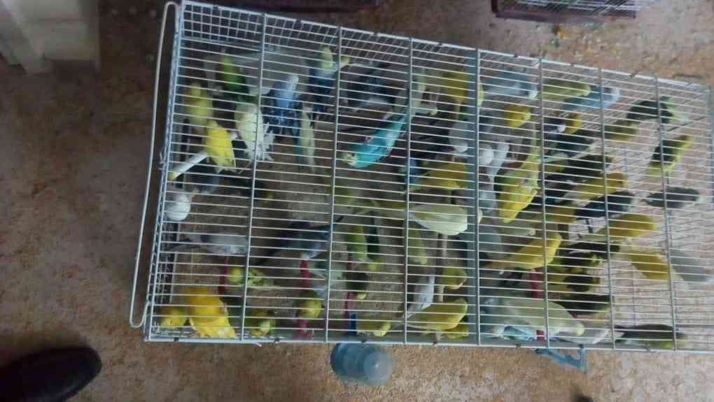 طيور بلدي (شغال منتج) مع كواخ جداد .. ورفوف جدادا .. وباب .. للمربين المطاير بسعر لقطة ومغري
لا تنسَ أنك شاهدت هذا الإعلان في عنكبوت...