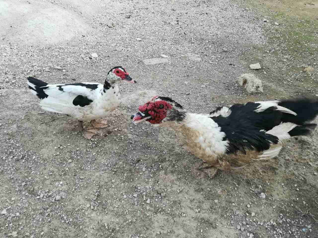 بط جوز للبيع
لا تنسَ أنك شاهدت هذا الإعلان في عنكبوت
عرض خاص للبيع ذكر وانثى للبيع السعر 25 دينار...