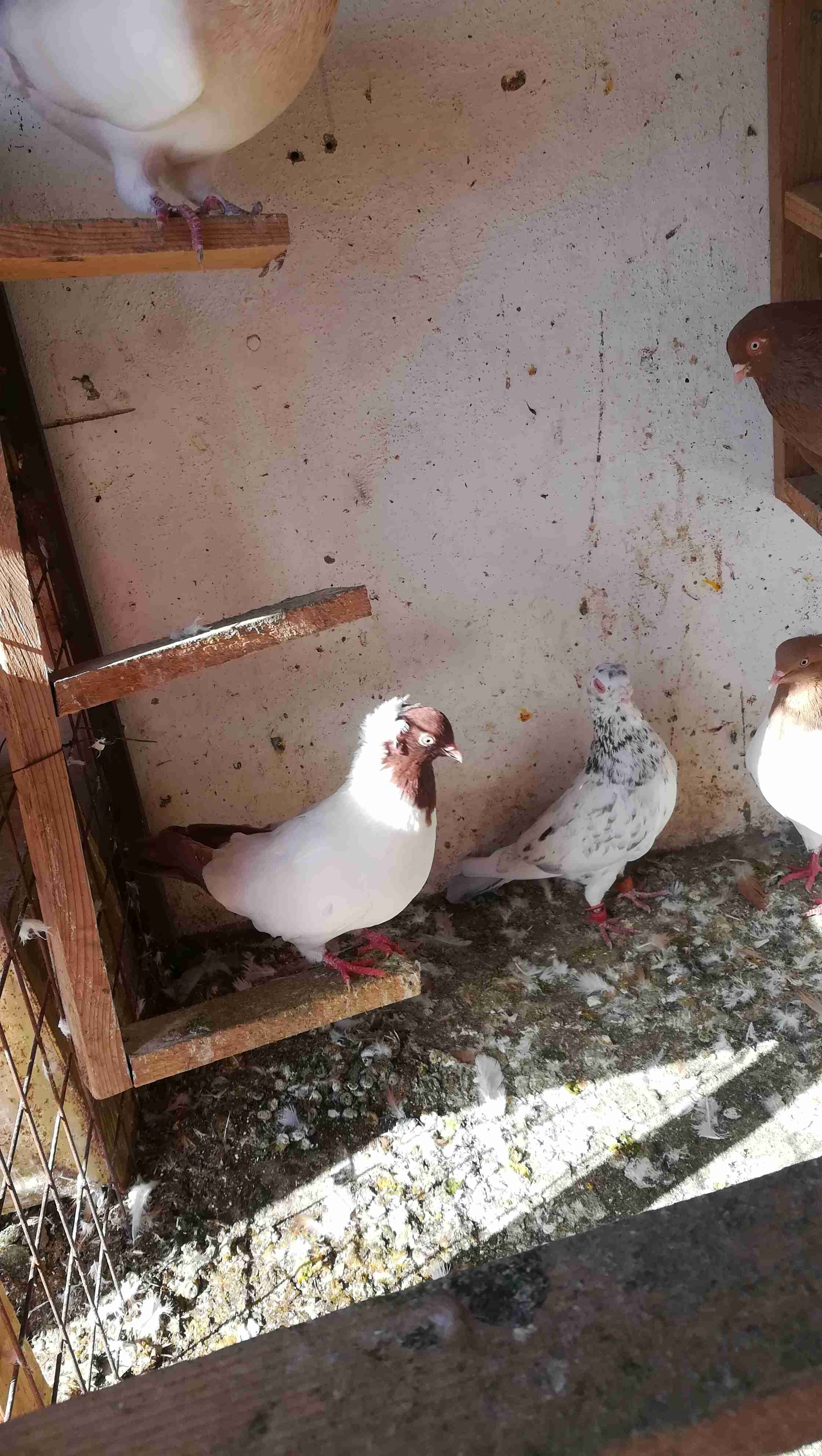 فحل وطيره بواقي ريشه
لا تنسَ أنك شاهدت هذا الإعلان في عنكبوت
ارياش اصفر وطيره حمره بواقي ريشه...