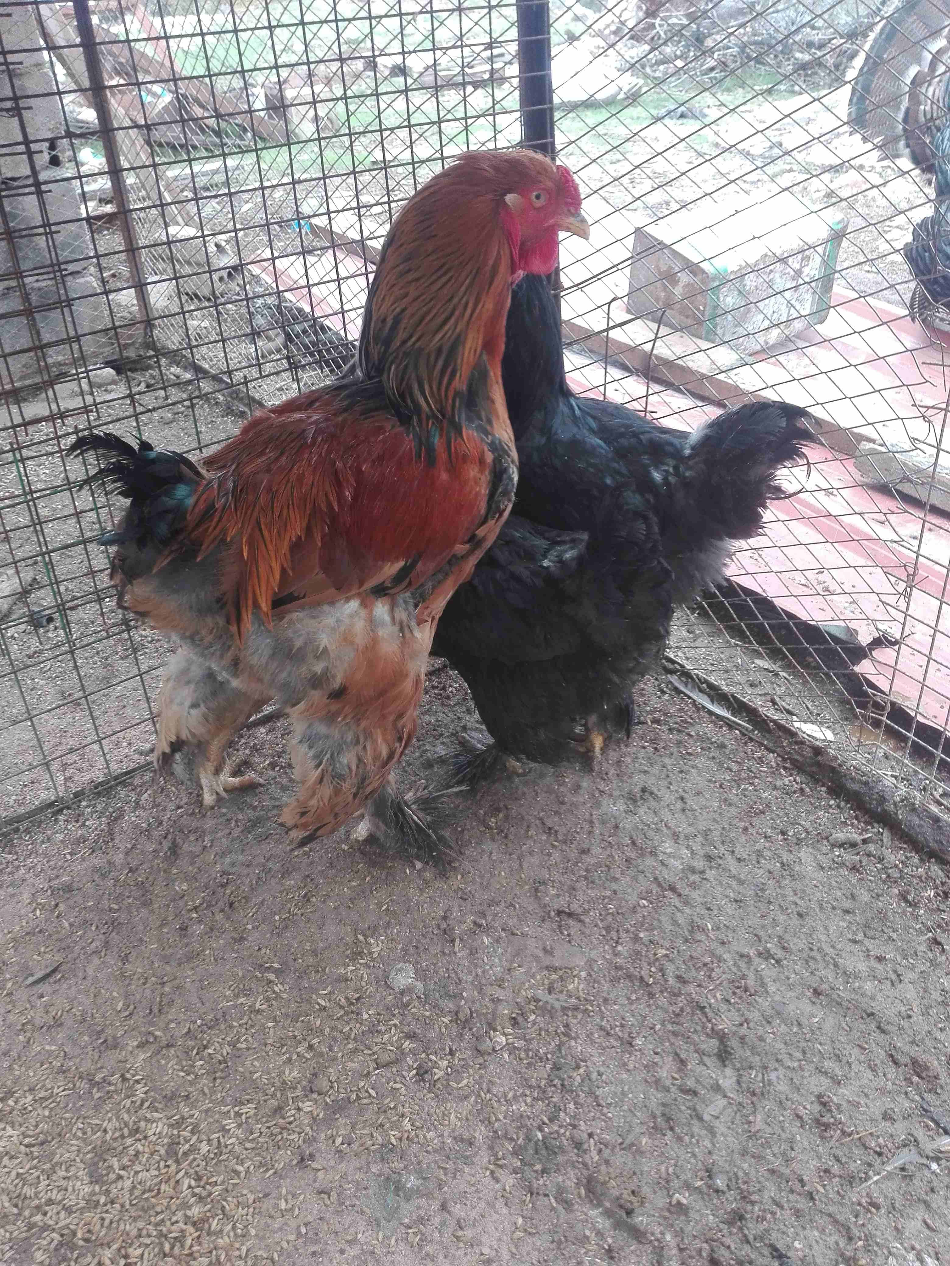 براهمه
لا تنسَ أنك شاهدت هذا الإعلان في عنكبوت
جوز اسود و ديك احمر...