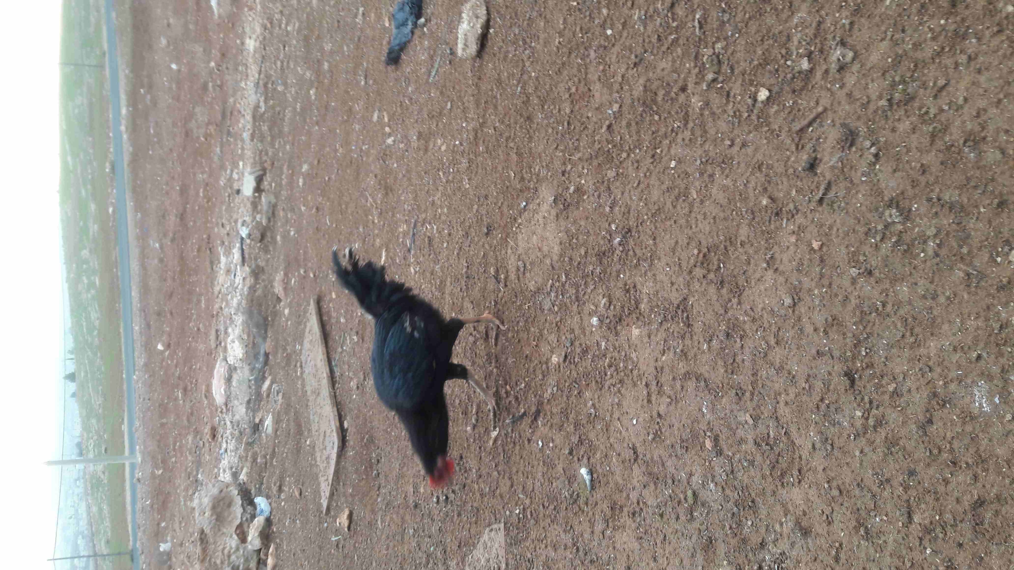 ديوك للبيع
لا تنسَ أنك شاهدت هذا الإعلان في عنكبوت
ثلاث ديوك واحد بكستاني واثنين بلديات...