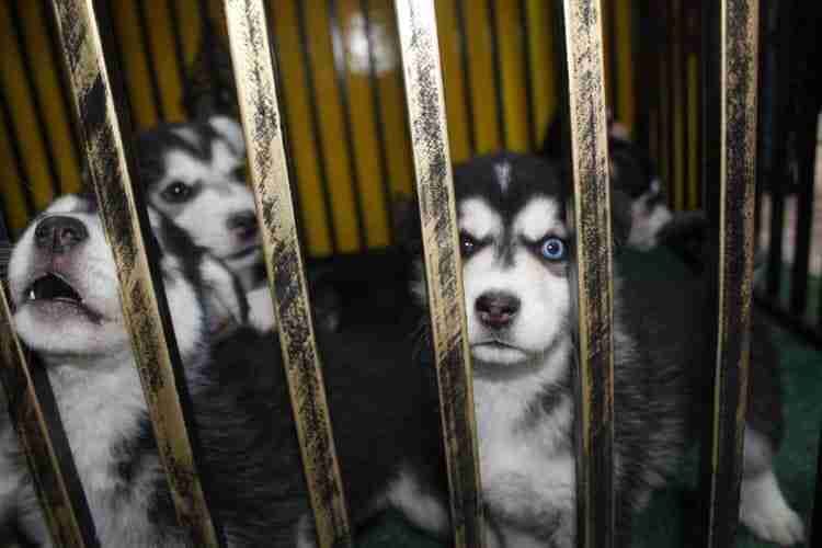 كلاب للبيع dogs for sale
لا تنسَ أنك شاهدت هذا الإعلان في عنكبوت
For sale
1-جراء هاسكي عمر 4...