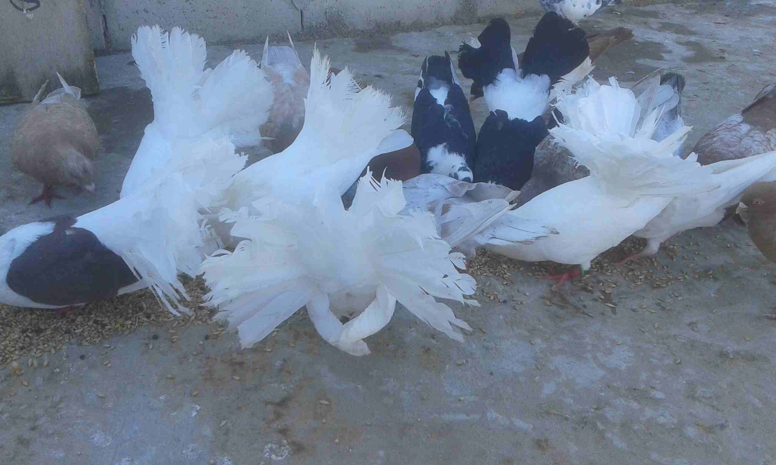 مطلوب حمام بلدي بدل على حمام هزاز
لا تنسَ أنك شاهدت هذا الإعلان في عنكبوت
حمام هزاز نضيف للبدل عل...