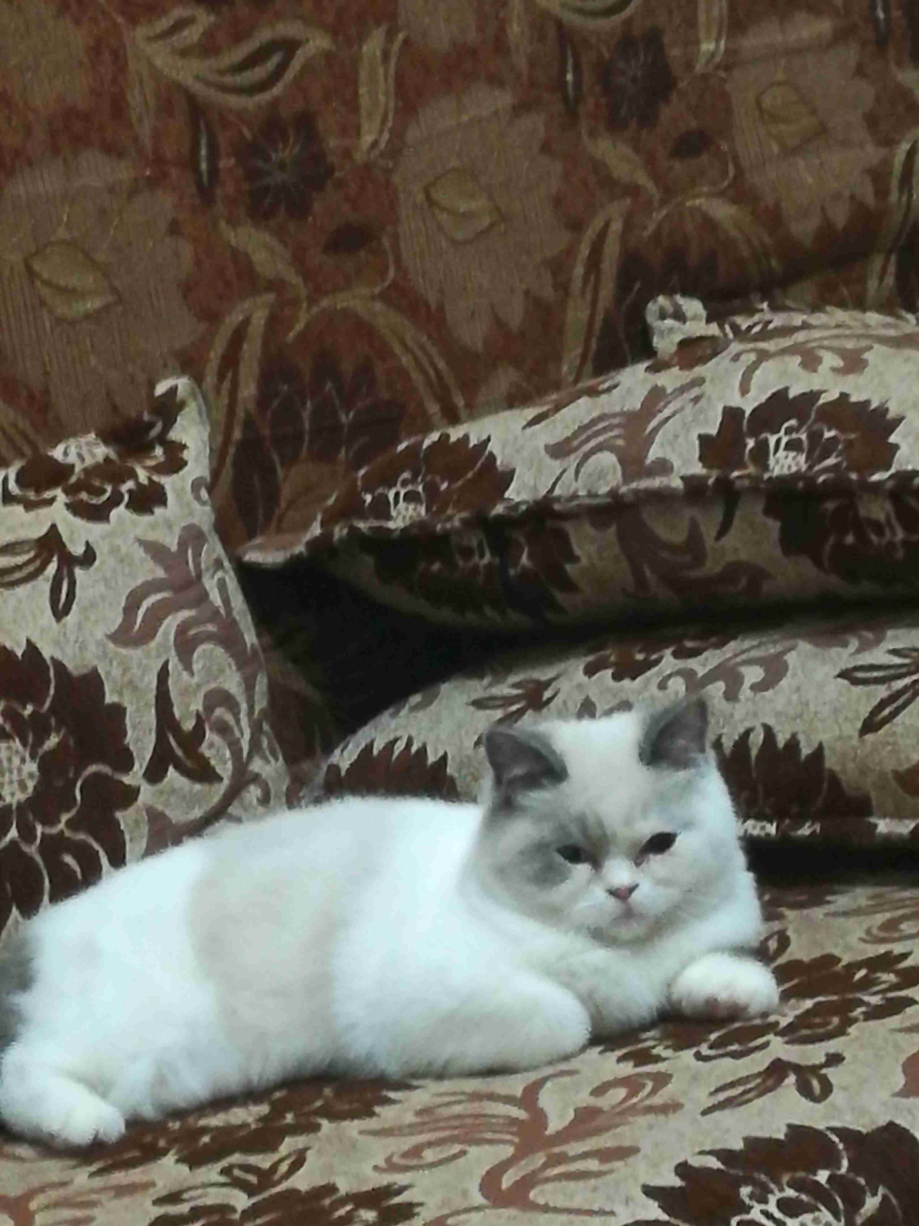 اربد الحي الجنوبي خلف مسجد علياء التل
لا تنسَ أنك شاهدت هذا الإعلان في عنكبوت
قطه شرا زيه لون...