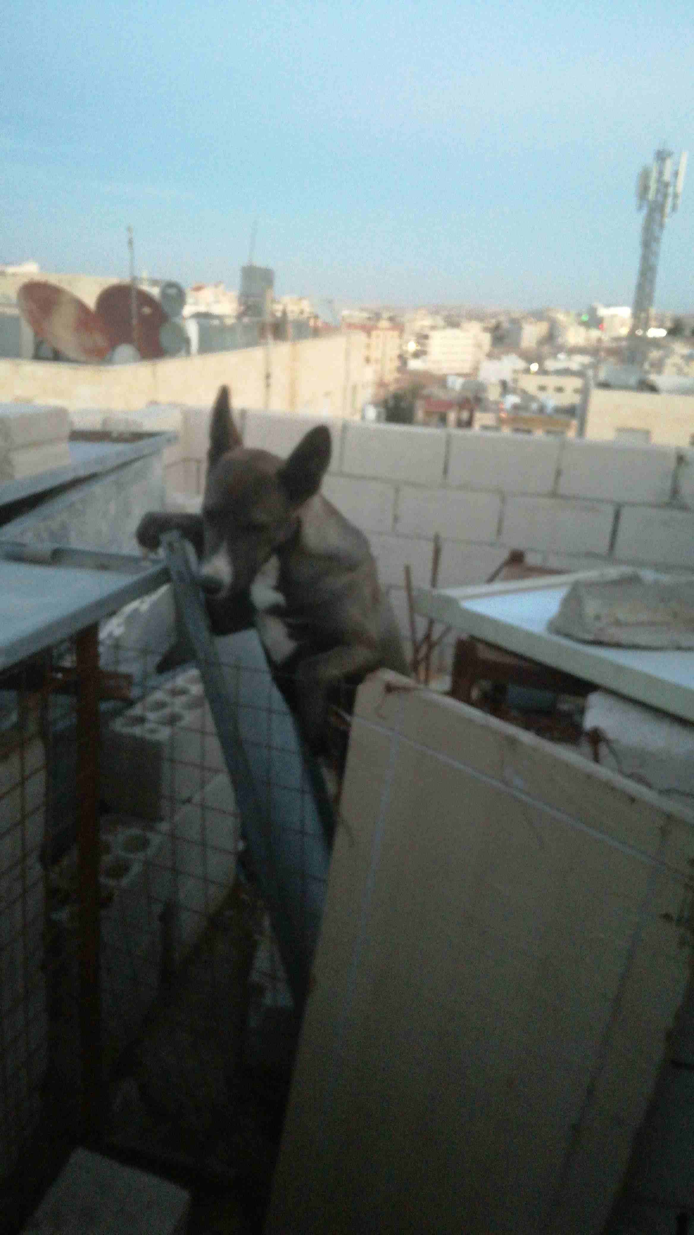 كلبه جرمني العمر 7اشهر للبيع او بدل على عصفير
لا تنسَ أنك شاهدت هذا الإعلان في عنكبوت
كلبه جرمني...
