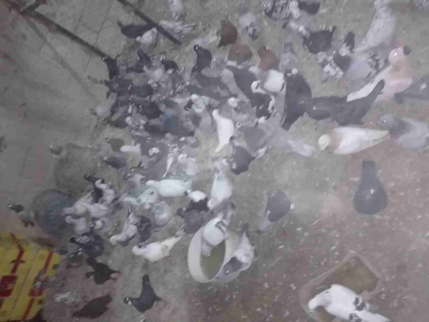حماااام شقف للبيع
لا تنسَ أنك شاهدت هذا الإعلان في عنكبوت
حمااام للبيع بافضل الاسعار...