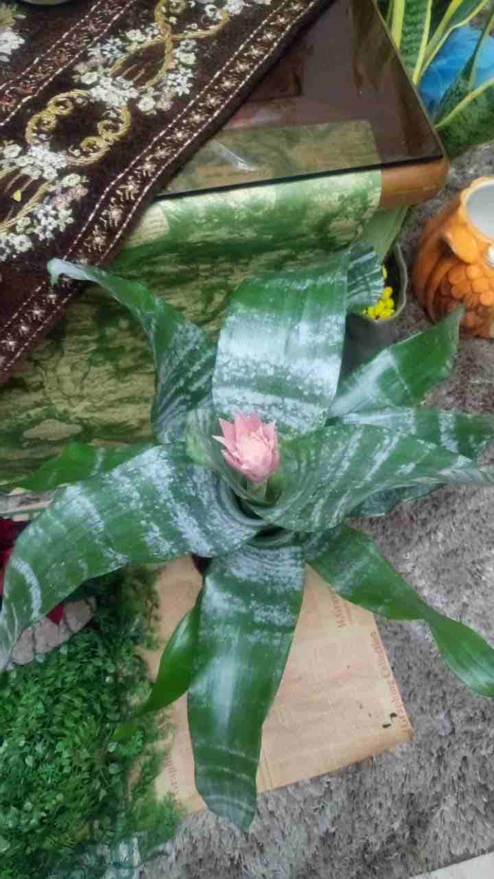 تنسيق ورد طبيعي.. نباتات .. هدايا.. بالونات
لا تنسَ أنك شاهدت هذا الإعلان في عنكبوت
تنسيق ورود.....