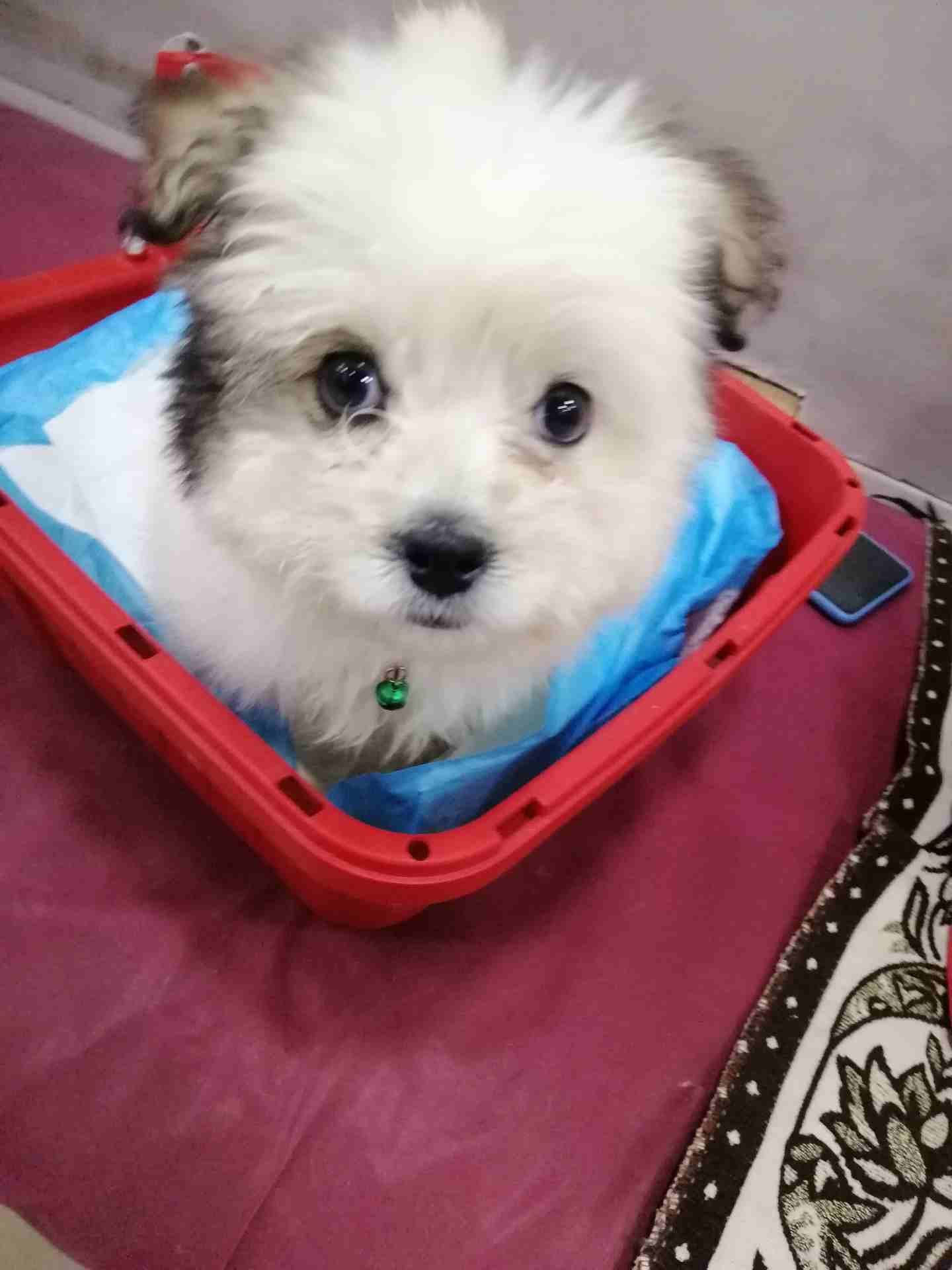 2 months Maltese Terrier
لا تنسَ أنك شاهدت هذا الإعلان في عنكبوت
كلب انثى مالتيز ترير لعوبة جدا و...