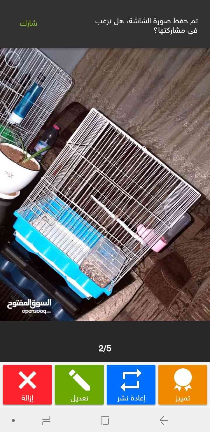 قفاص عصافير للبيع
لا تنسَ أنك شاهدت هذا الإعلان في عنكبوت
قفاص عصافير للبيع بسعر مغري
مفرد و...