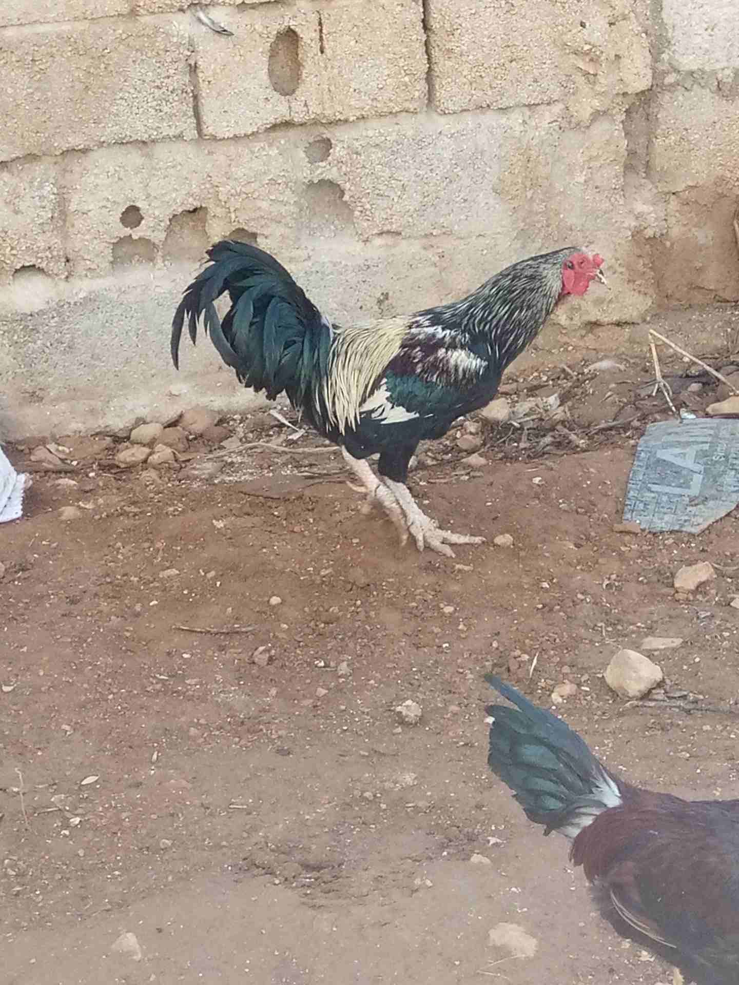 ديك باكستاني
لا تنسَ أنك شاهدت هذا الإعلان في عنكبوت
ديك باكستاني0799492634
رقم المعلن :...