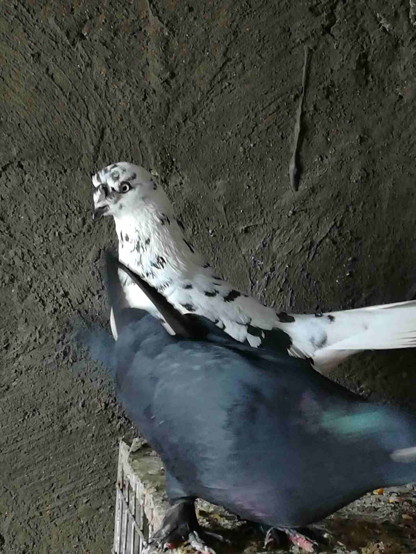 جوز مكاويات
لا تنسَ أنك شاهدت هذا الإعلان في عنكبوت
الفحل ذنب ابيض 14ريشه نخب صلاه النبي...