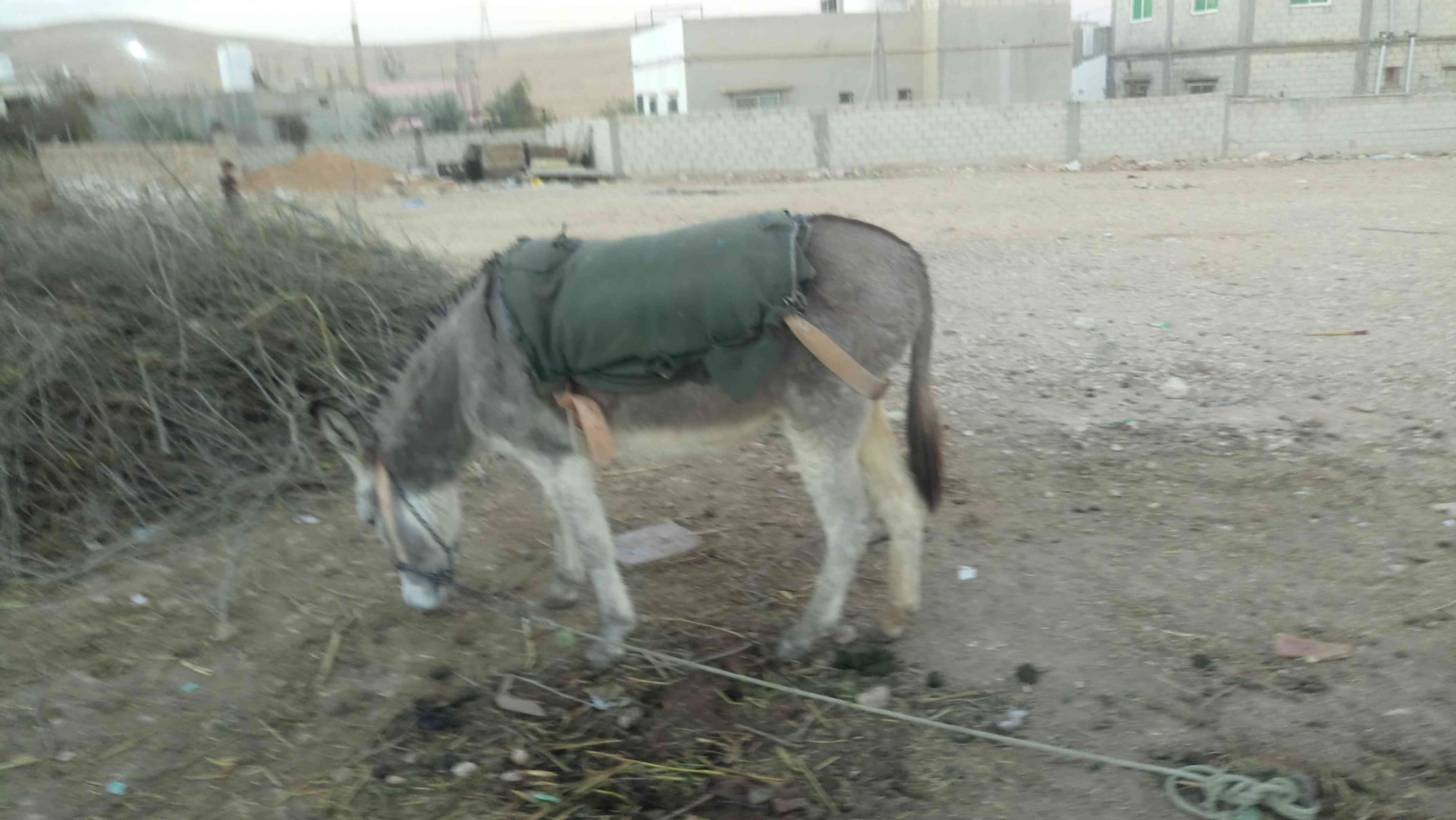 الزرقاء
لا تنسَ أنك شاهدت هذا الإعلان في عنكبوت
حراثه حمارة غلم...