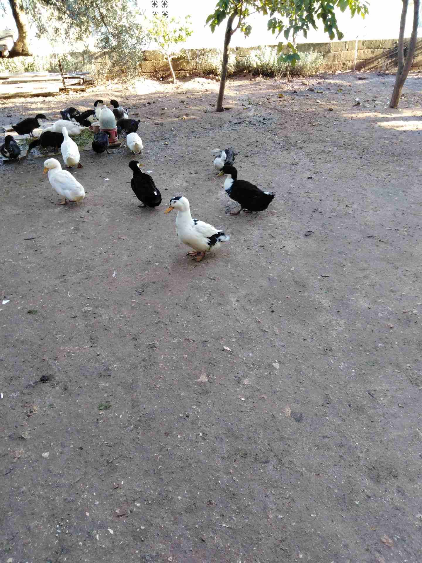 بط.. 5 زوج
لا تنسَ أنك شاهدت هذا الإعلان في عنكبوت
بط 4شهور ذكور واناث بالزوج.. اتابع التعليقات ف...