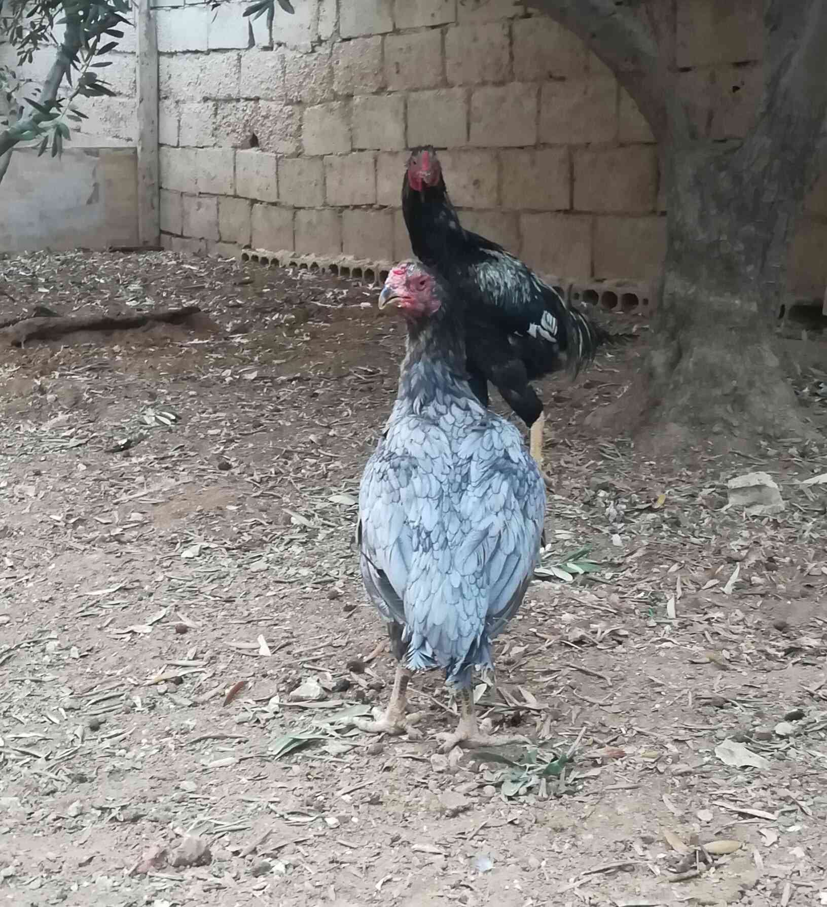 طقم باكستاني جاجتين وديك ما شاء الله عليهم
لا تنسَ أنك شاهدت هذا الإعلان في عنكبوت
للبيع او ل...
