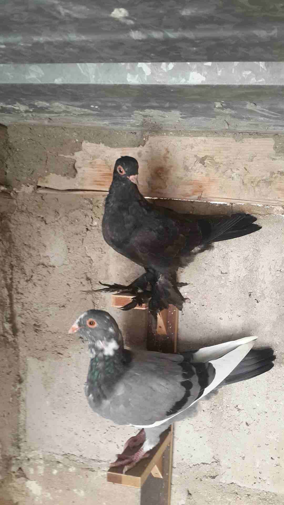 الزرقاء
لا تنسَ أنك شاهدت هذا الإعلان في عنكبوت
يوجد كوم فراخ فطم جديد وبواقي للبيع هاتف 07965135...