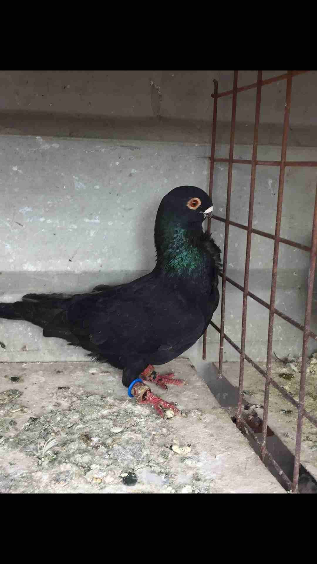 9 طيور كش بسعر مغري
لا تنسَ أنك شاهدت هذا الإعلان في عنكبوت
الطيور كش كلهم فحول
عدد 9 للبيع كلهم...