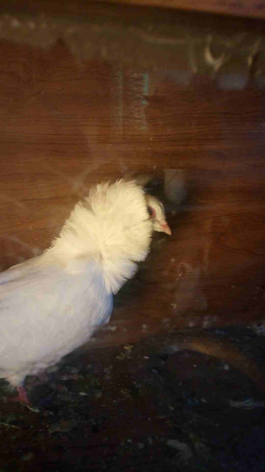 جوز للبيع
لا تنسَ أنك شاهدت هذا الإعلان في عنكبوت
جوز نخب للبيع...