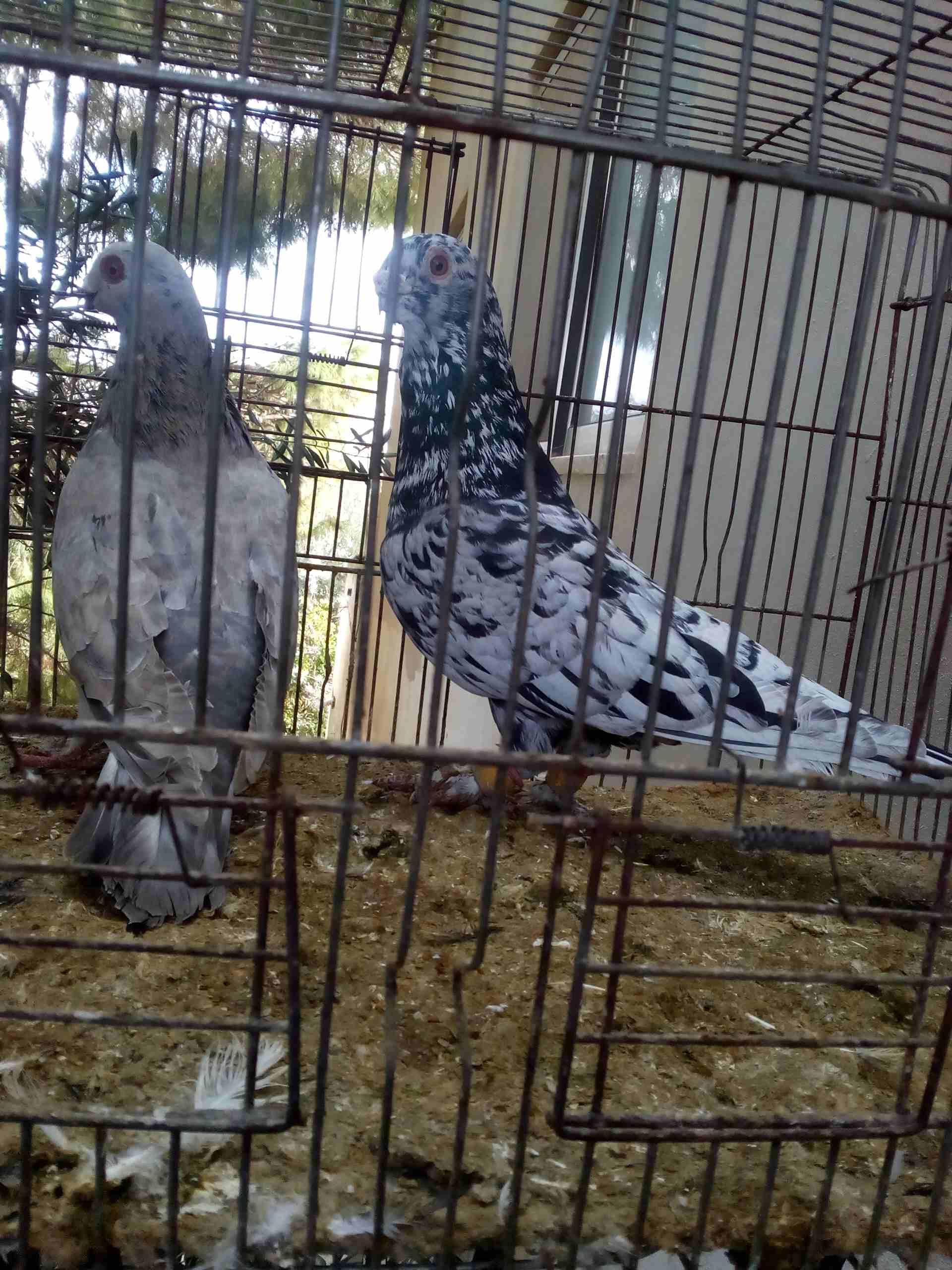 3 جواز ذبابنه
لا تنسَ أنك شاهدت هذا الإعلان في عنكبوت
الفحول الثلاث نخب الطواير بولنديه زرقا مقلو...