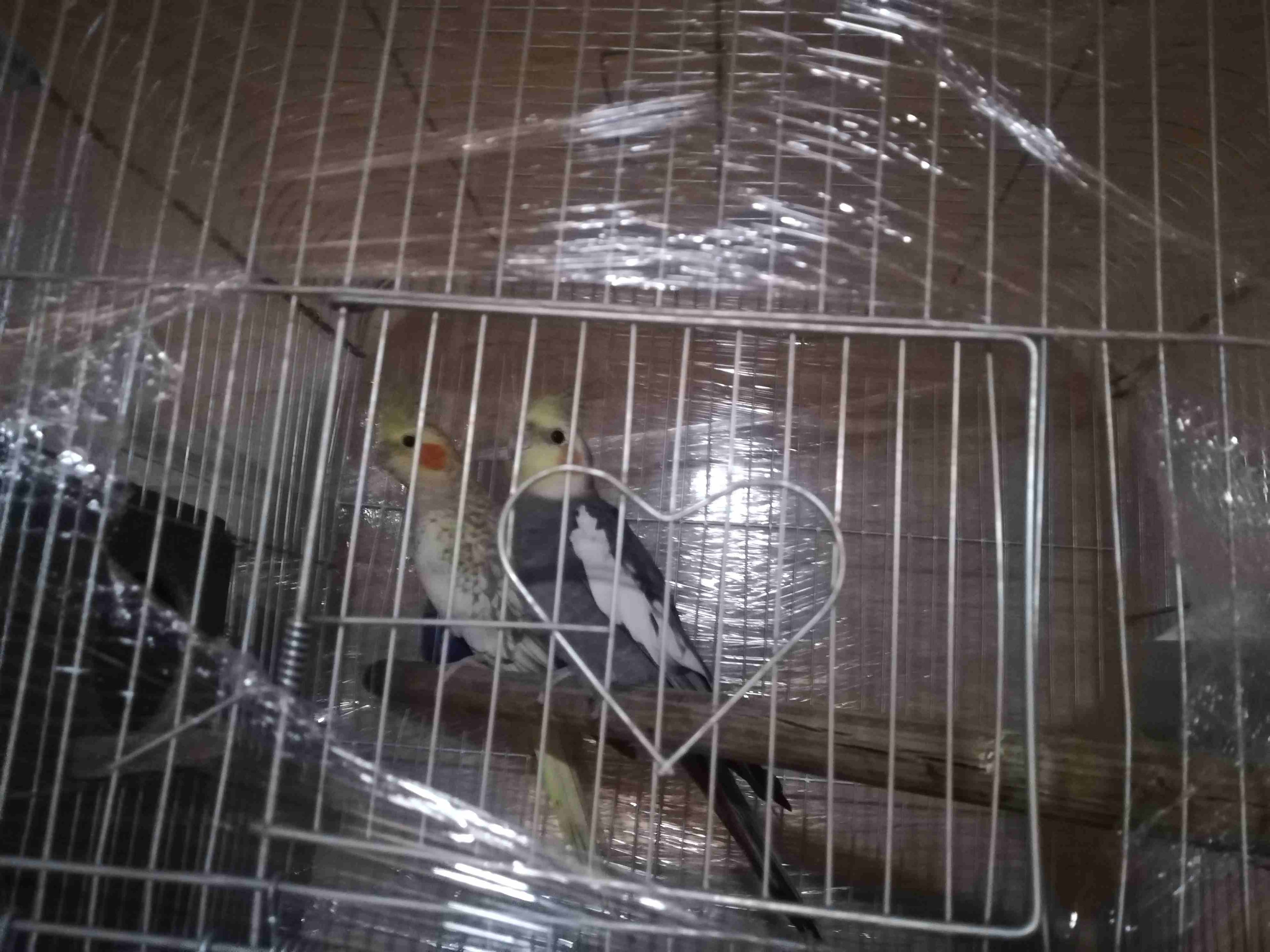 جوز كوكتيل للبيع
لا تنسَ أنك شاهدت هذا الإعلان في عنكبوت
جوز كوكتيل ذكر بلدي و الأنثى ايزابيل صحه...