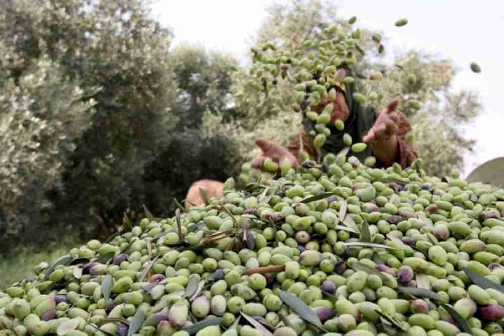 زيت زيتون بلدي رومي
لا تنسَ أنك شاهدت هذا الإعلان في عنكبوت
زيت زيتون بلدي رومي وبعل من مناطق...