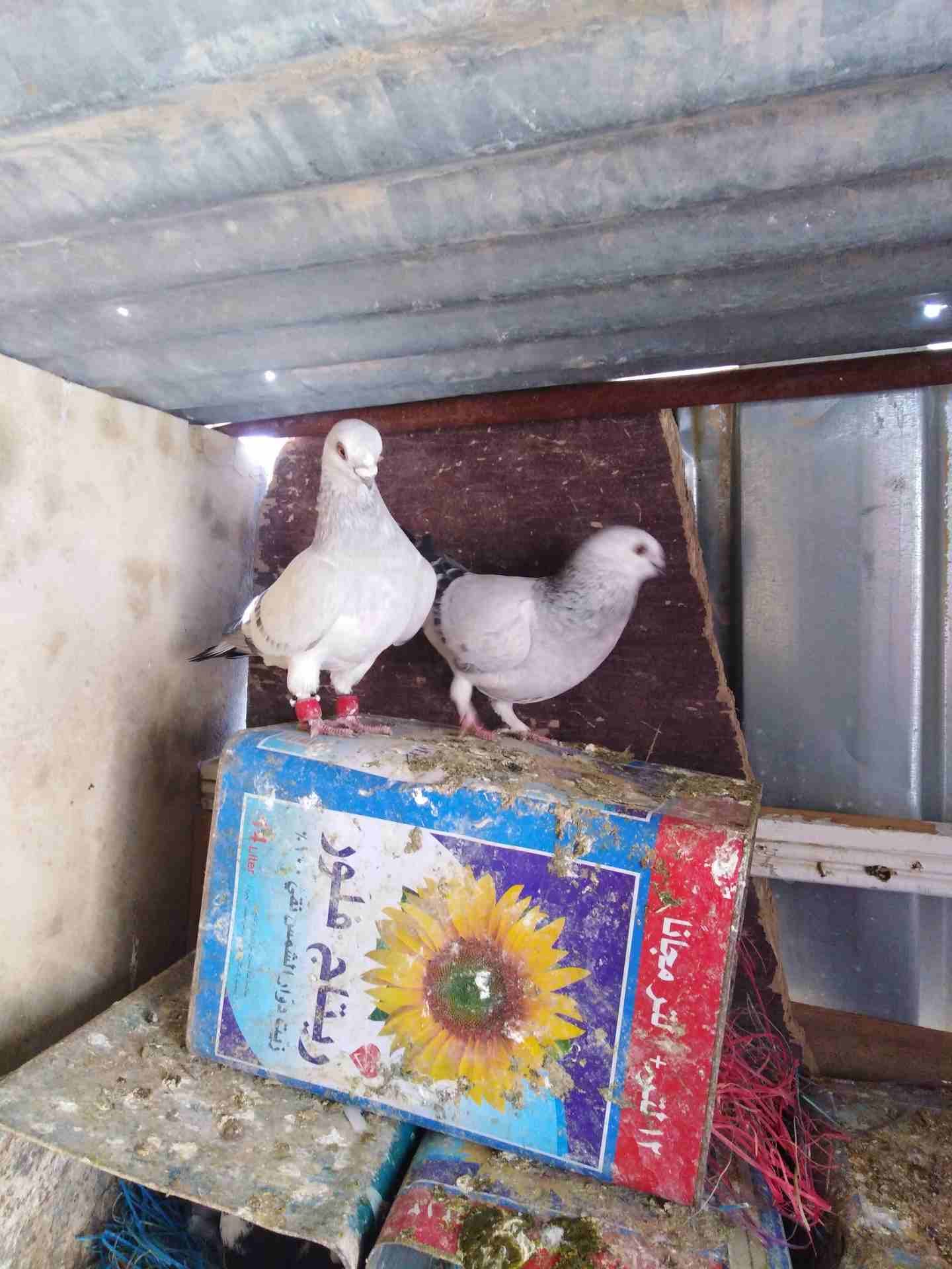 حمام زق شغال
لا تنسَ أنك شاهدت هذا الإعلان في عنكبوت
حمام زق
رقم...