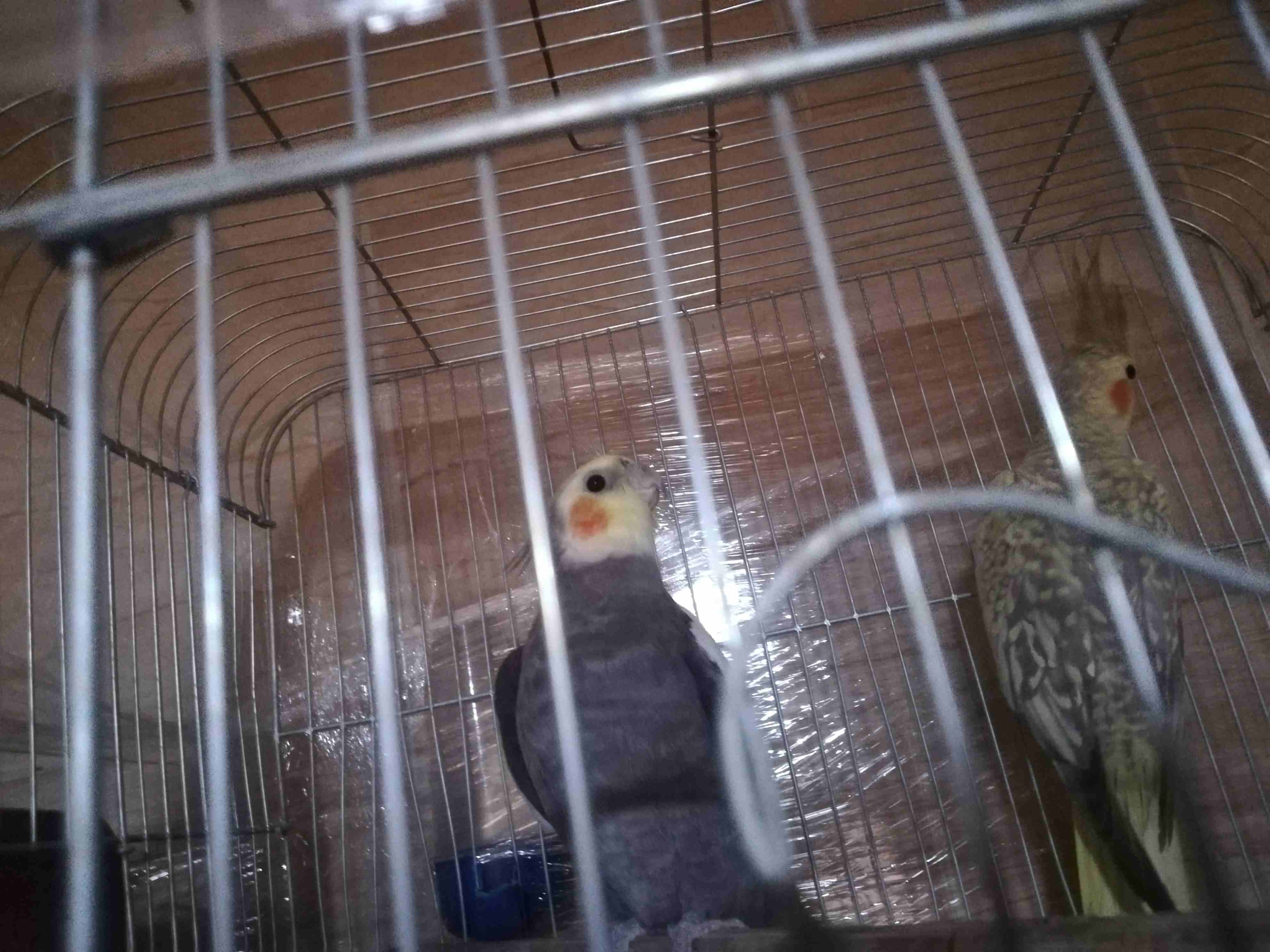 جوز كوكتيل للبيع
لا تنسَ أنك شاهدت هذا الإعلان في عنكبوت
جوز كوكتيل ذكر بلدي و الأنثى ايزابيل صحه...