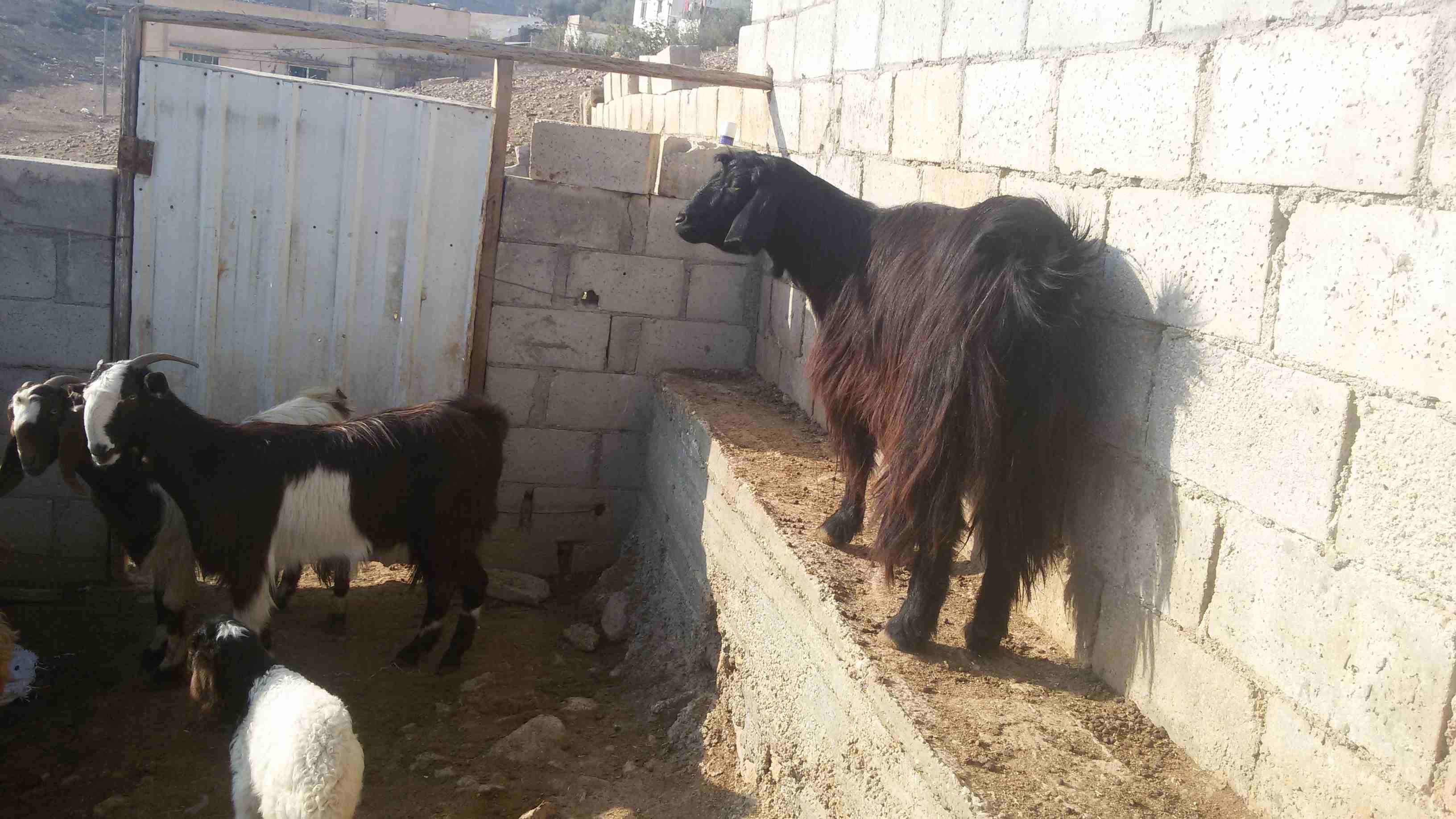 ماعز وغنم للبيع
لا تنسَ أنك شاهدت هذا الإعلان في عنكبوت
5 ثنايا هادات
1عنز هاده
2 نعجتين معهن خ...