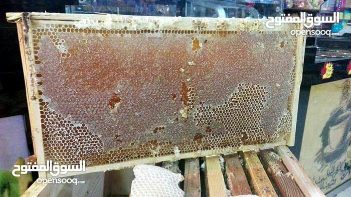 مناحل الشمال
لا تنسَ أنك شاهدت هذا الإعلان في عنكبوت
كبير نحالي الشمال
مناحل سوار العسل...