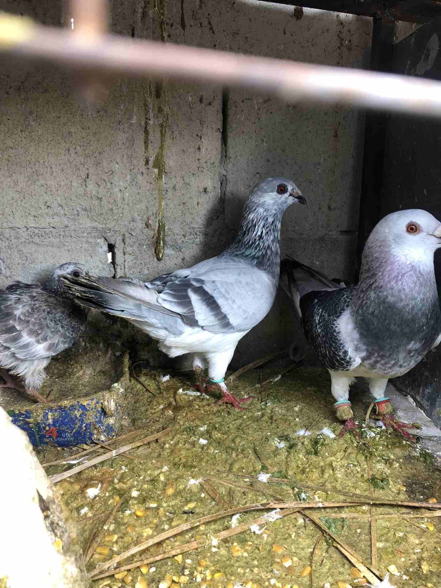 7 جواز شغاله للبيع بداعي الطفر بسعر الفجل اببلاش
لا تنسَ أنك شاهدت هذا الإعلان في عنكبوت
جوزين عم...