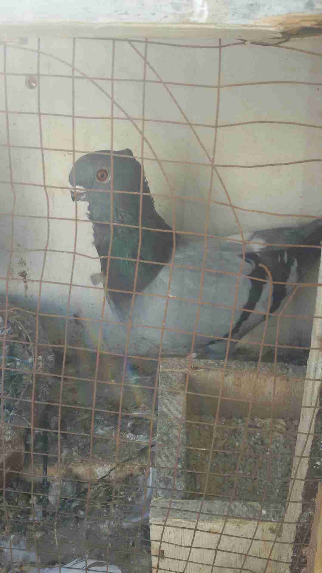طيره شغاله
لا تنسَ أنك شاهدت هذا الإعلان في عنكبوت
طيره للبيع...