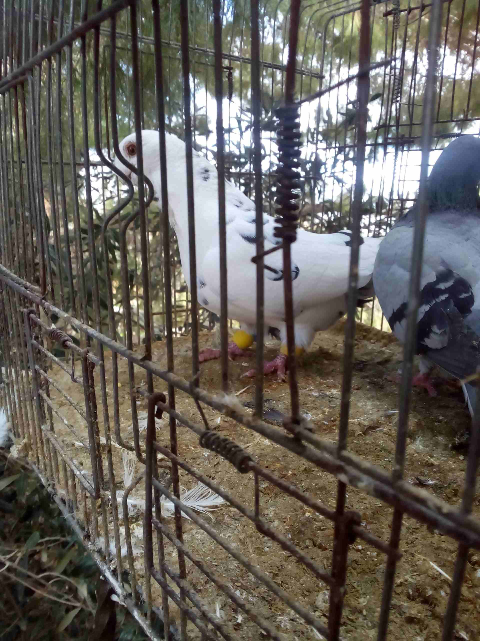 3 جواز ذبابنه
لا تنسَ أنك شاهدت هذا الإعلان في عنكبوت
الفحول الثلاث نخب الطواير بولنديه زرقا مقلو...